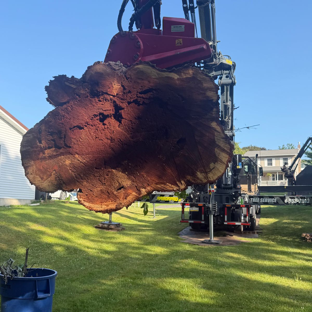 Large cut trunk with dark rot through the core