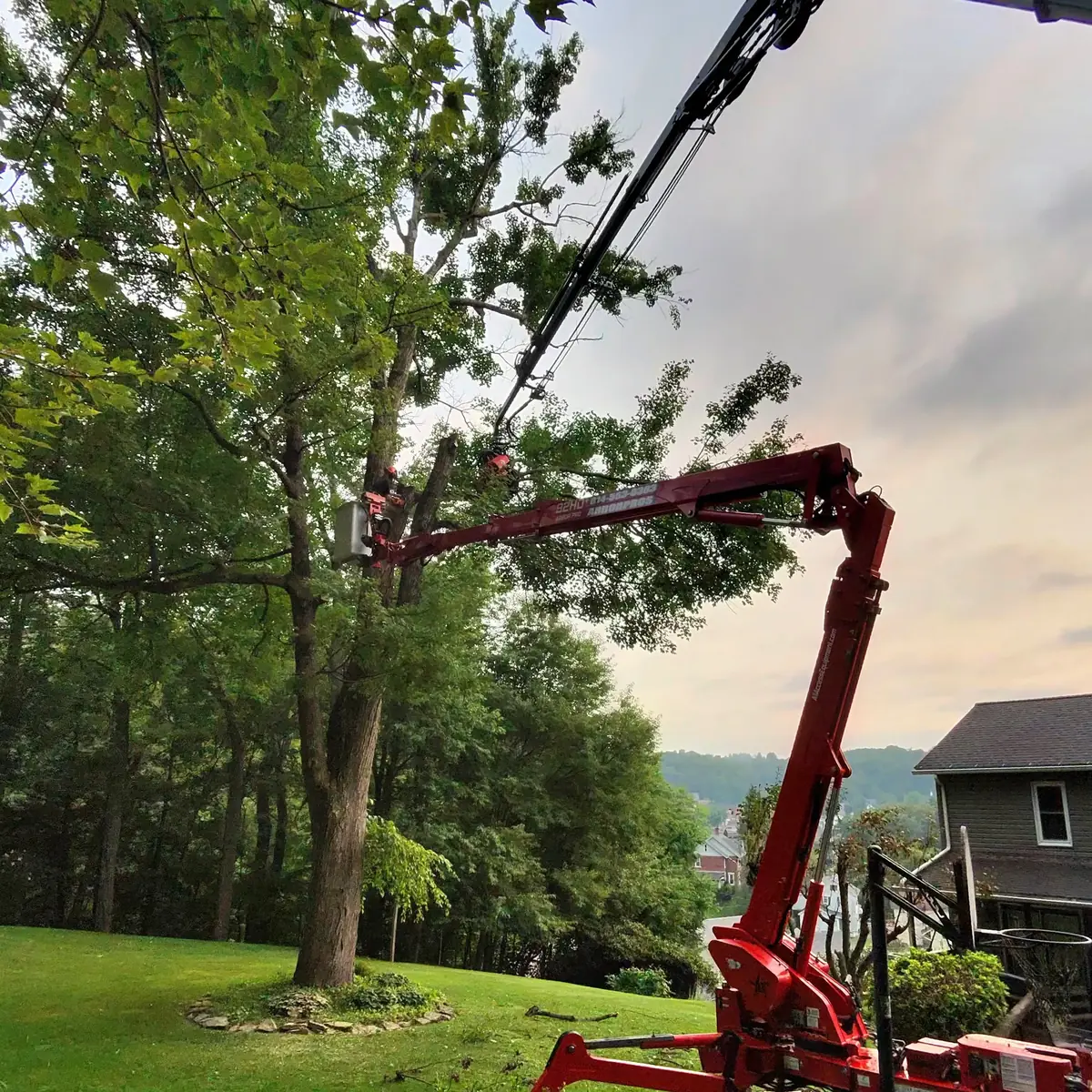 Spider lift reaching into the canopy of a large tree on a sloped residential yard