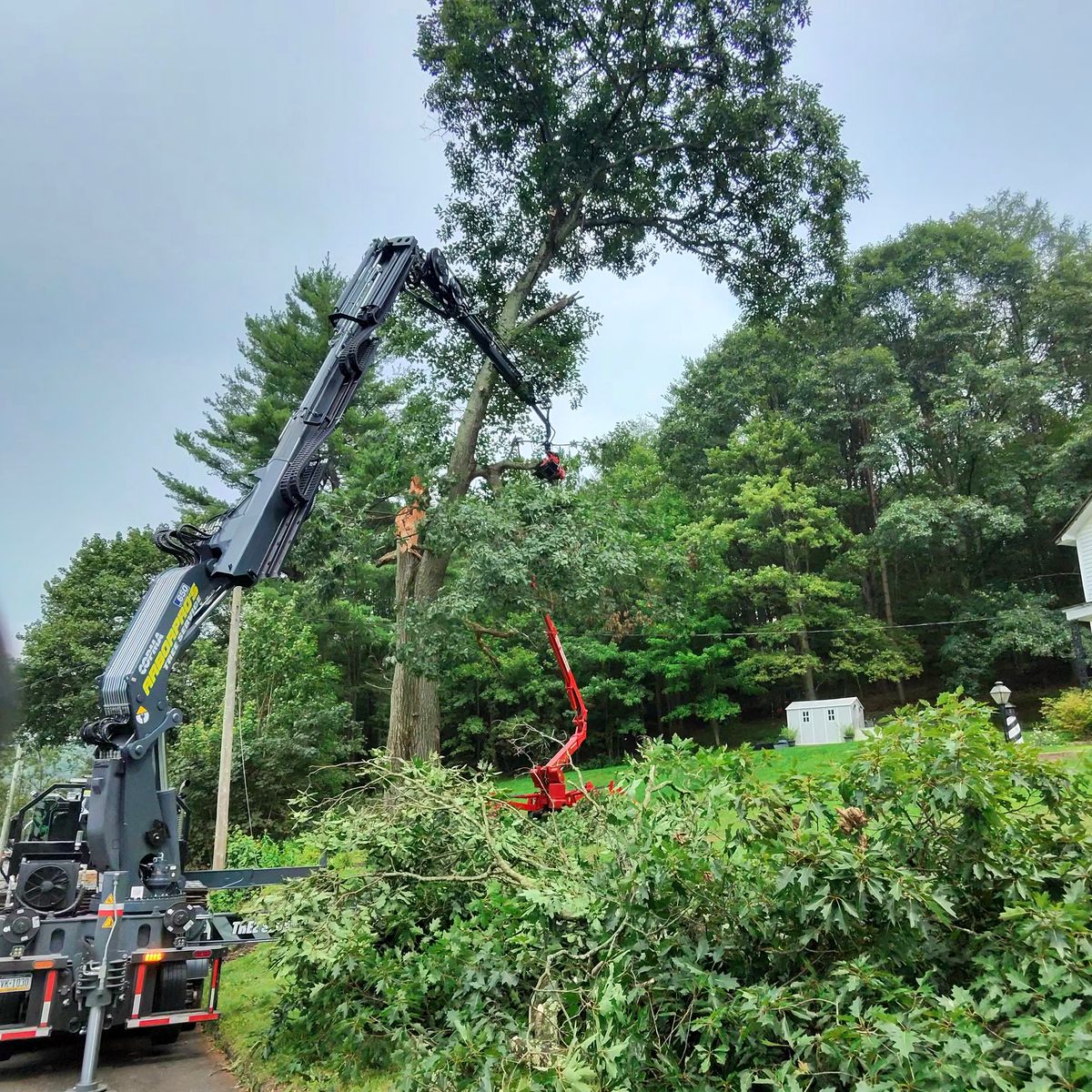 Crane and spider lift removing an oak with a broken top
