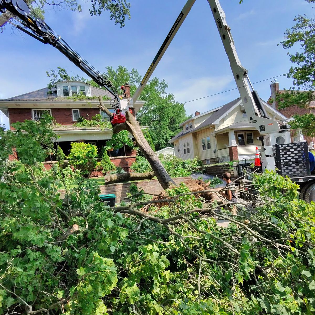 Tree leaning over neighboring houses