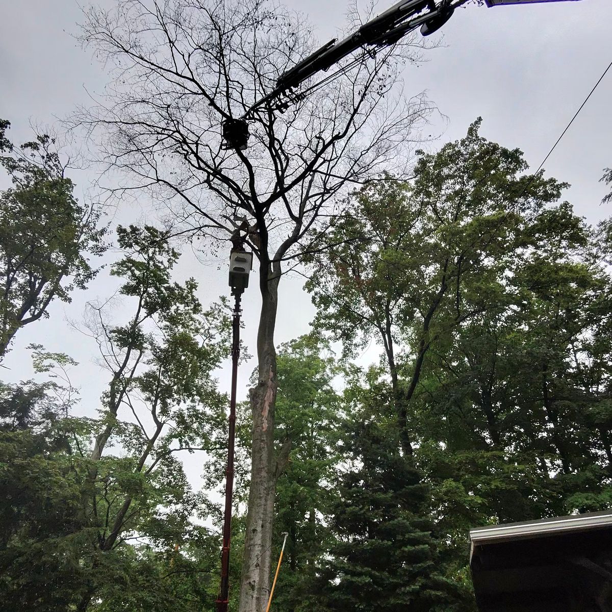 Leafless dying tree with the crane boom in it