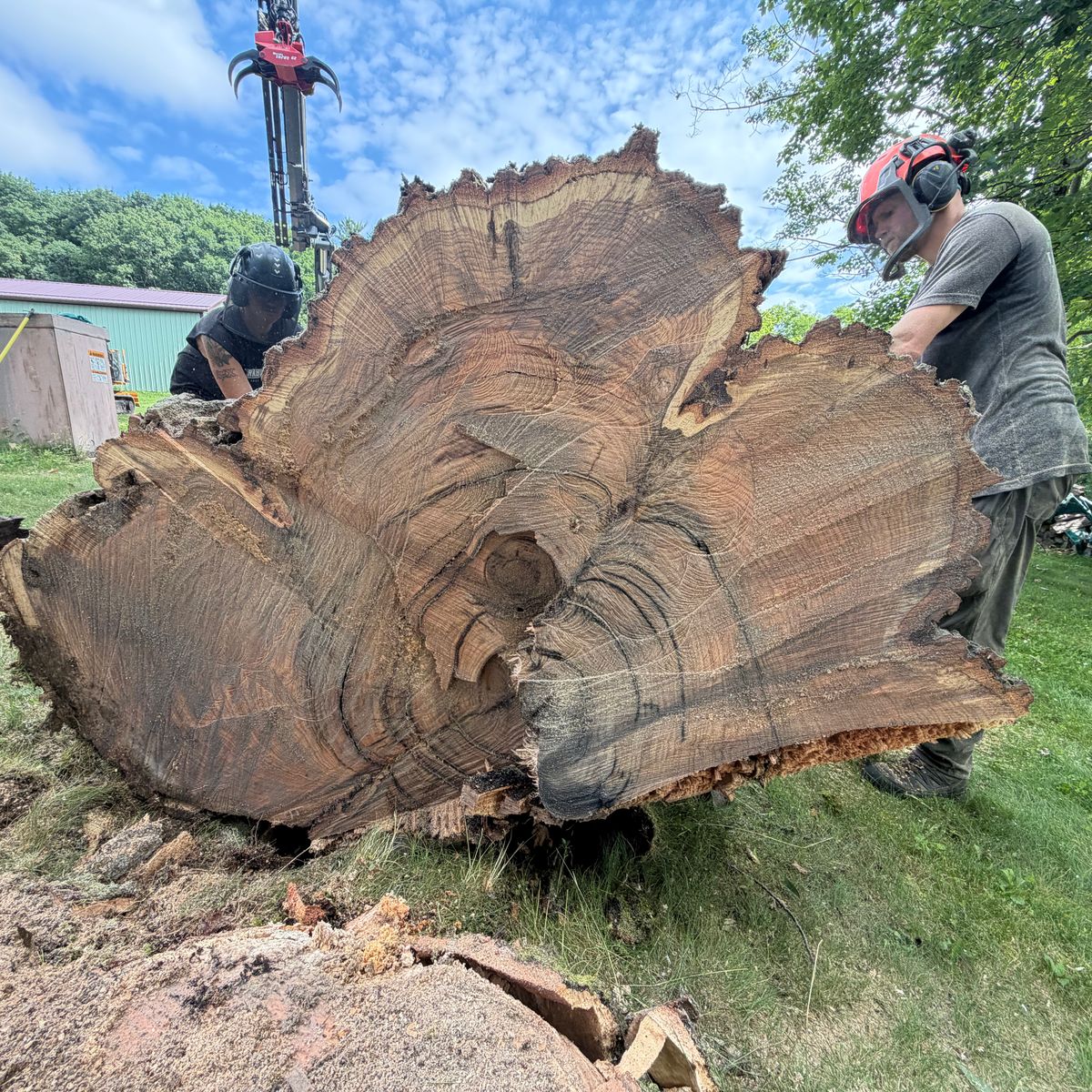 Two crew beside the cut face of an oak trunk taller than they are